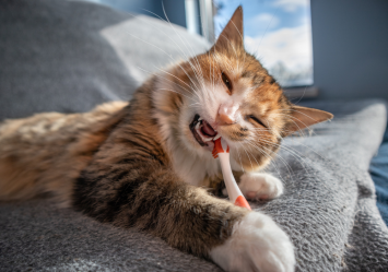 A cat chewing plastic on a couch, making its human owner wonder "why does my cat chew on plastic?"