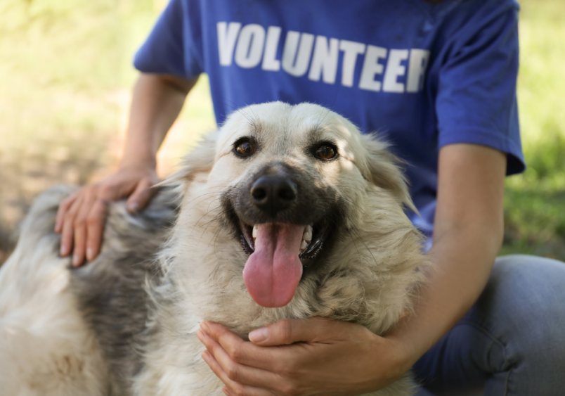 A happy dog being petted by a shelter volunteer, illustrating the heartwarming experience of dog adoption. Ideal for content focused on how much does adopting a dog cost, including adoption fees from shelters, rescues, and pounds.