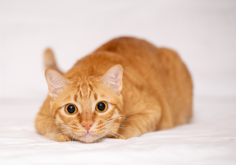 An orange tabby cat crouches low on a white surface, wide golden eyes fixed forward in an alert, focused stare. While pet parents often search for how to make a dog throw up in emergencies, cats vomiting too can signal serious health concerns—though the approach differs significantly between species. 