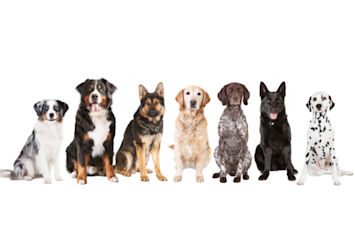 A lineup of some of the best large dog breeds sits against a white background, including an Australian Shepherd, Bernese Mountain Dog, German Shepherd, Labrador Retriever, German Shorthaired Pointer, Belgian Shepherd, and Dalmatian—showcasing the variety among the best big dogs for families and active owners.