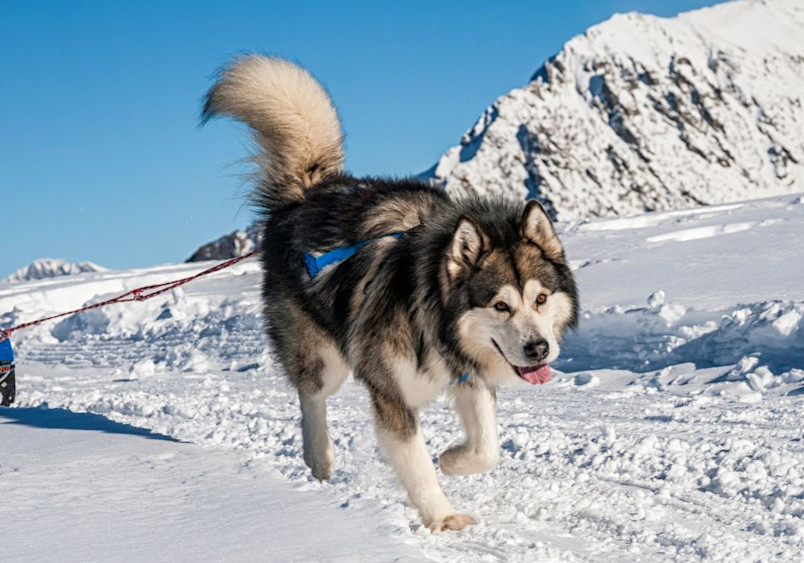 An Alaskan Malamute pulling a sled through a snowy mountain trail, highlighting the dog's impressive size, thick fur coat, and strength, ideal for Malamutes in arctic conditions.