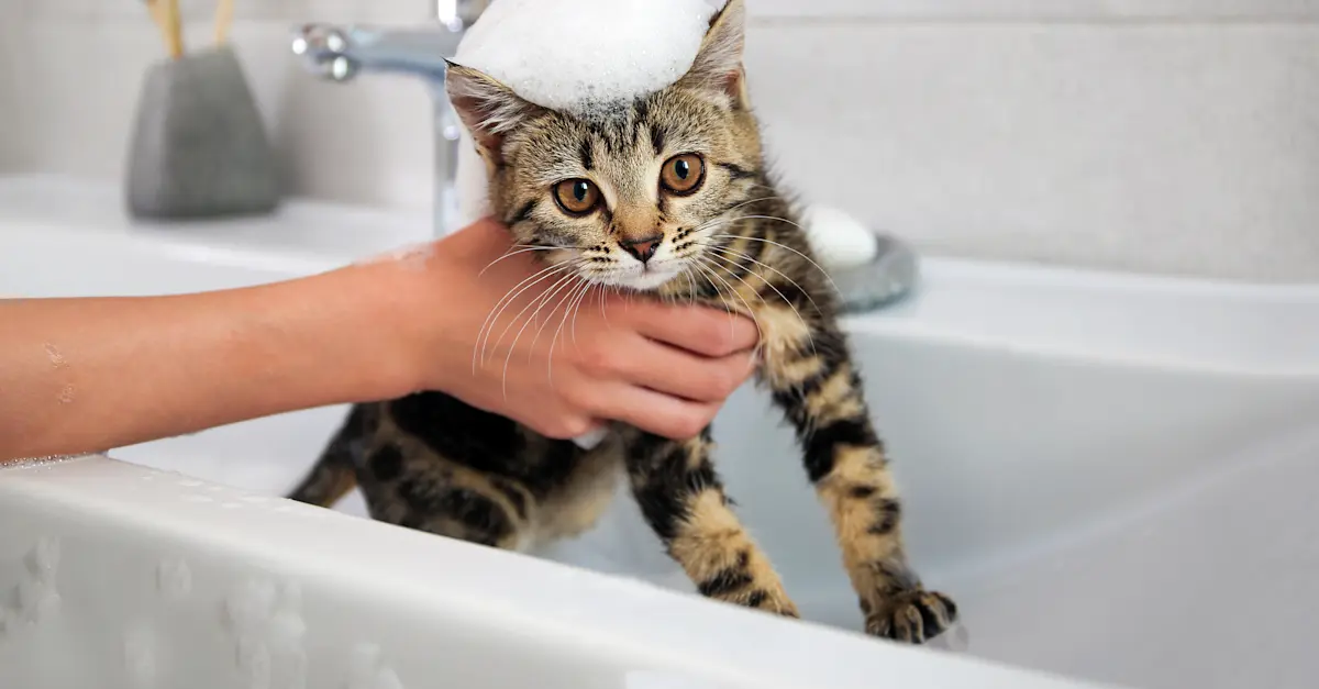 Flea control for kittens under 12 weeks clearance
