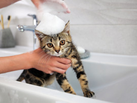 Kitten in Sink Getting Bath for Fleas