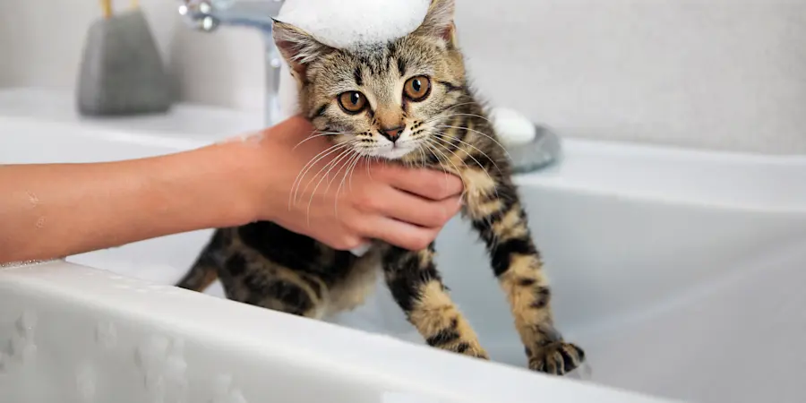 Flea treatment for kittens 8 weeks old clearance