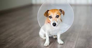 puppy in a cone after neuter surgery