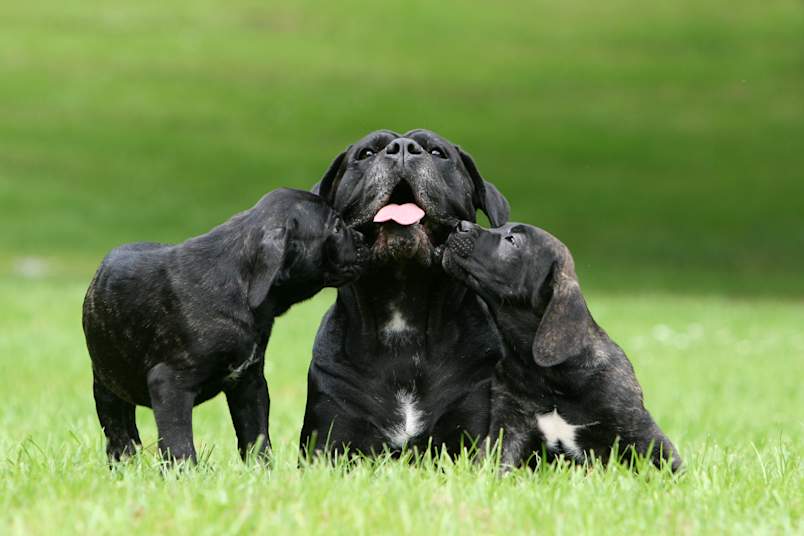 
A loving adult black Cane Corso lying in lush green grass while two playful Cane Corso puppies with brindle markings affectionately nuzzle and lick its face. This heartwarming family scene perfectly illustrates the bond and beauty of the Italian Mastiff breed, ideal for content covering Cane Corso price at a glance and how much does a Cane Corso puppy cost. 