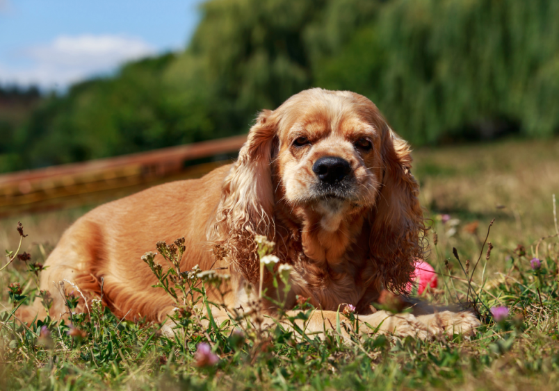 A golden-colored American Cocker Spaniel is laying in a vibrant field of flowers, gazing confidently into the camera with a playful, adorable expression. This cute, serene scene makes one wonder, “What is the typical price of an American Cocker Spaniel?”