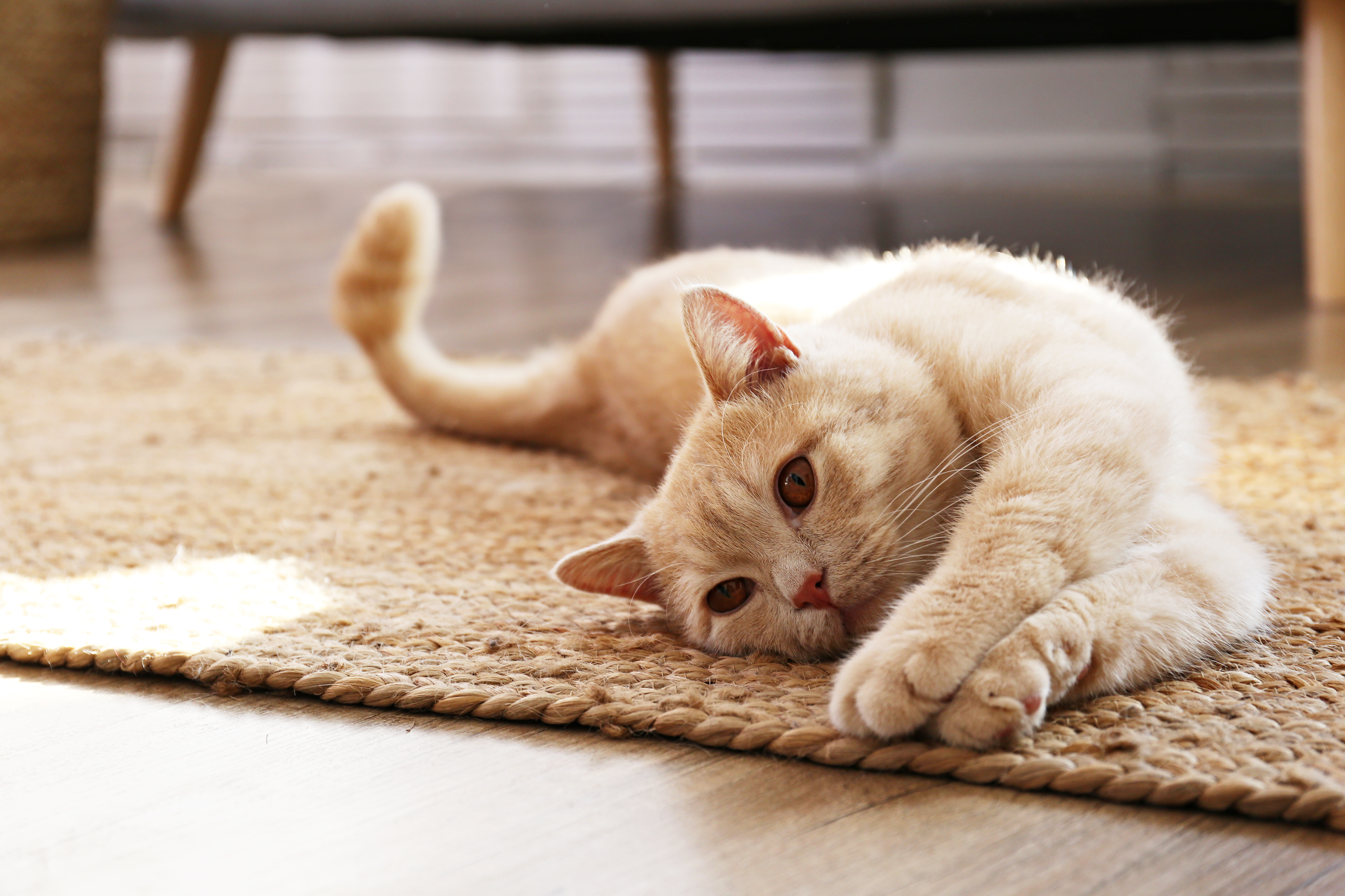 A cream-colored cat stretches out on a woven jute rug in a sunny living room, paws extended forward. While this cat looks relaxed, extended paws like these offer a good opportunity to check for common nail issues — including ingrown cat claws, overgrown cat claws, and a cat claw growing into the pad. 