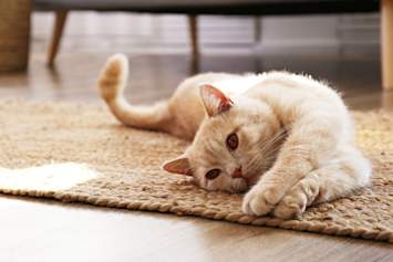 A cream-colored cat stretches out on a woven jute rug in a sunny living room, paws extended forward. While this cat looks relaxed, extended paws like these offer a good opportunity to check for common nail issues — including ingrown cat claws, overgrown cat claws, and a cat claw growing into the pad. 