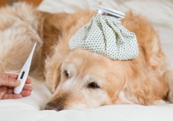 A sick Golden Retriever with an ice pack on its head and a thermometer nearby, showing how to tell if your dog has a fever through common symptoms and temperature monitoring at home.