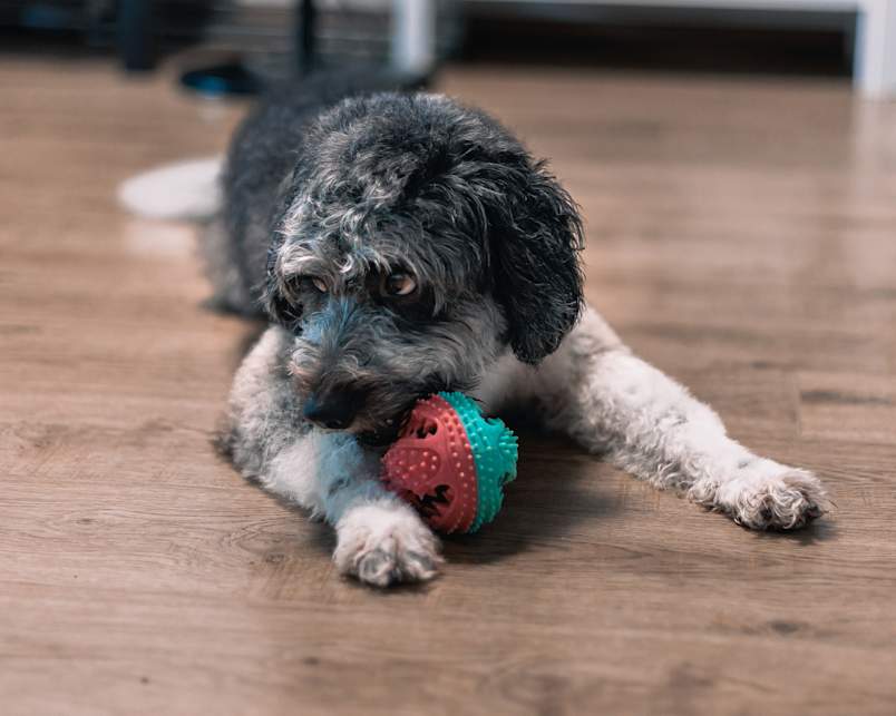 Adorable full grown Borderdoodle showcases the perfect blend of Border Collie and Poodle characteristics, with its wavy, textured coat and intelligent, expressive eyes that are typical of this Border Collie Poodle mix.