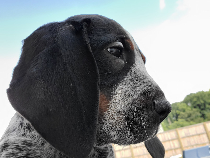  This attentive dog's curious nature could lead to a dog bee sting, especially around the sensitive muzzle area.
