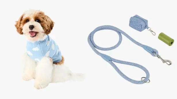 Pet Dog Wearing Apparel And A Blue Lead