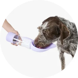 Pet Travel Bottle with Treat Holder - L