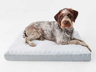 pet dog on a orthopaedic mattress