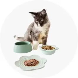 3 Pack Cat Bowl Cer