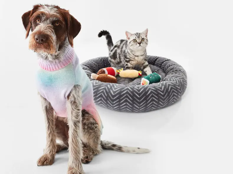 a pet dog wearing pets apparel and a cat sitting in a cat