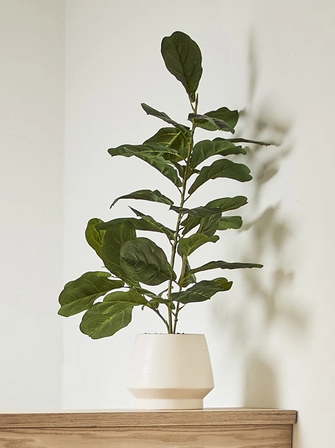 Artificial Fiddle Leaf in