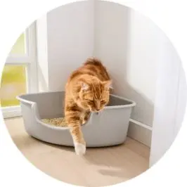 Cat Litter Tray Co