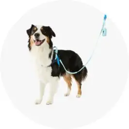 Pet Walking Set - Blue, L
