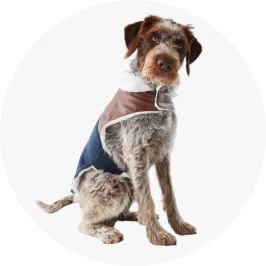 dog wearing leather vest ja