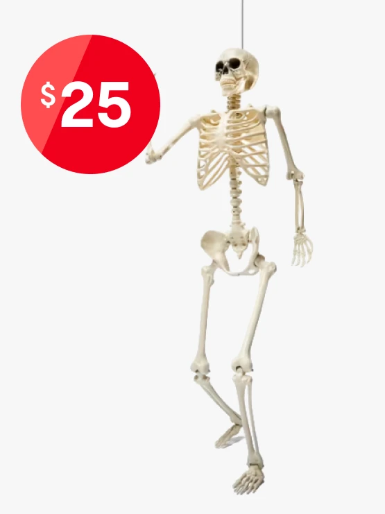 1.65m Posable Skeleton