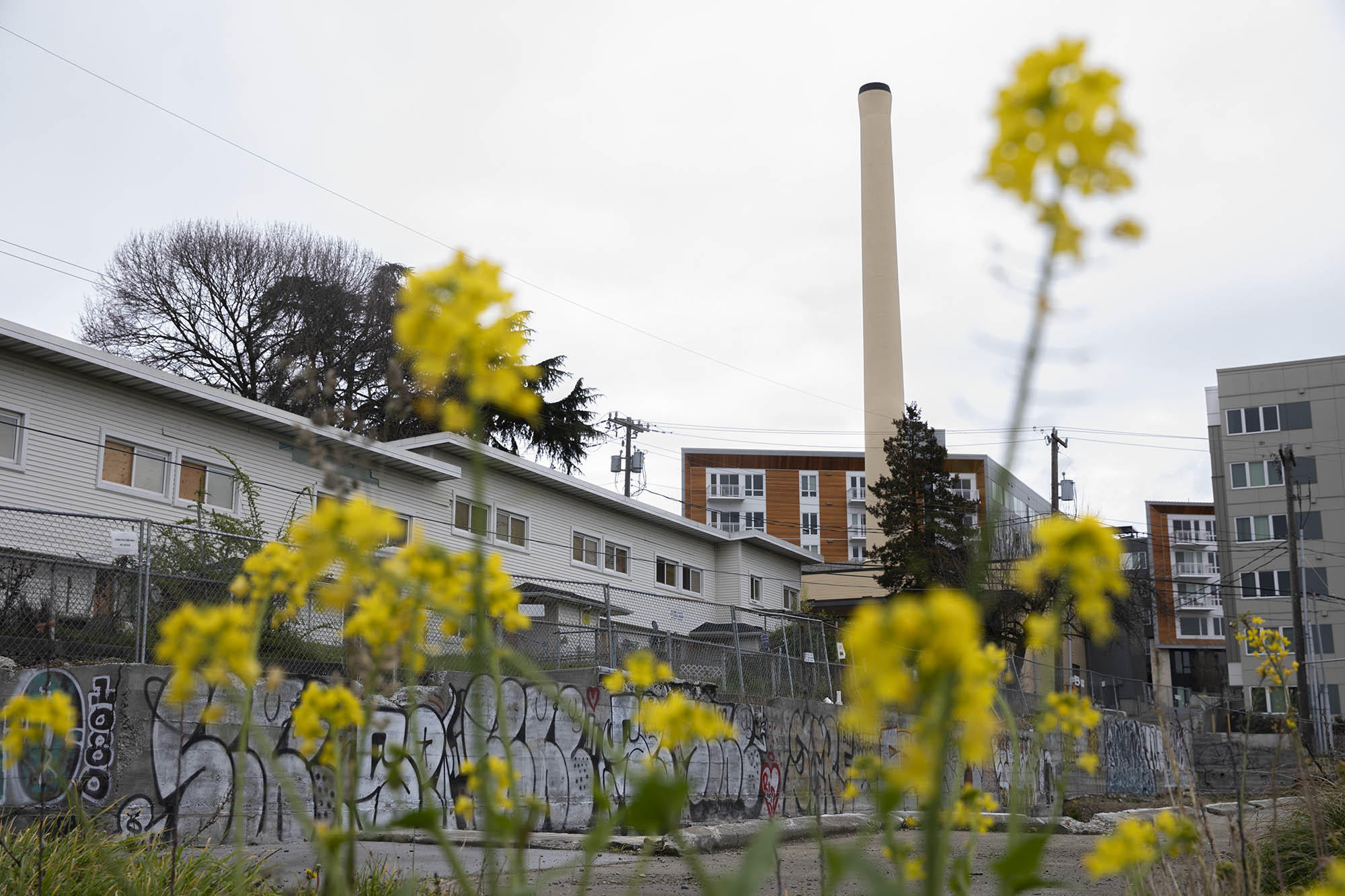 Photo of the Central District neighborhood in Seattle, Washington. In the foreground, yellow flowers are blurred out with apartment complexes and gray skies in the background.