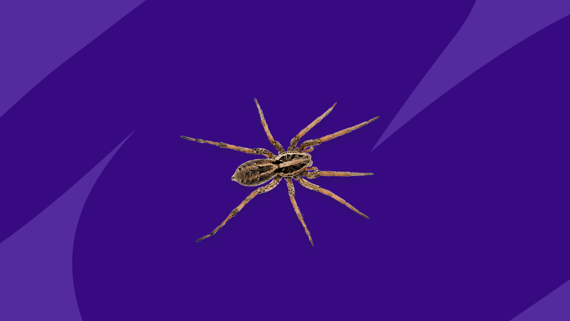 Spider Bites, treatment symptoms and first aid