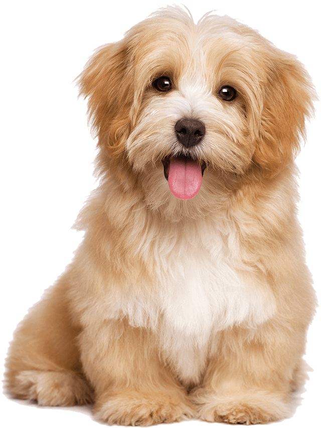 antoinette love 2-20933 cute-puppies-png-background-havanese-dog