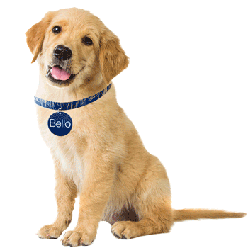 antoinette love gif giphy-25