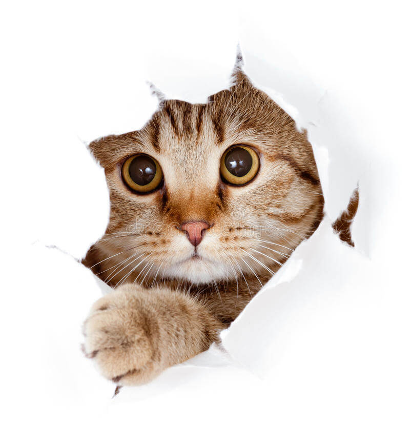 antoinette love chat-recherchant-en-trou-déchiré-par-côté-de-papier-d-isolement-21333886