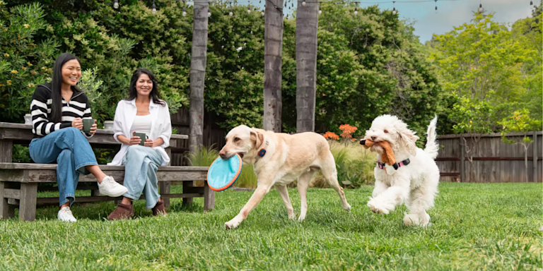 Microchip Lookup: How to Find a Pet Owner by Microchip Number