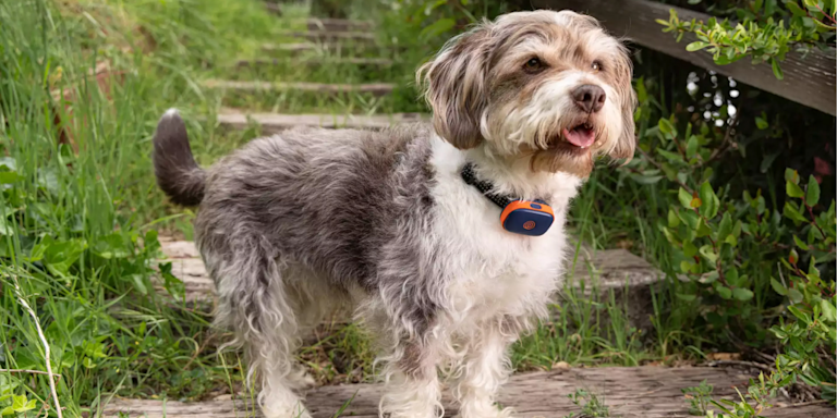 Lost Dog Statistics 2026 and How to Respond