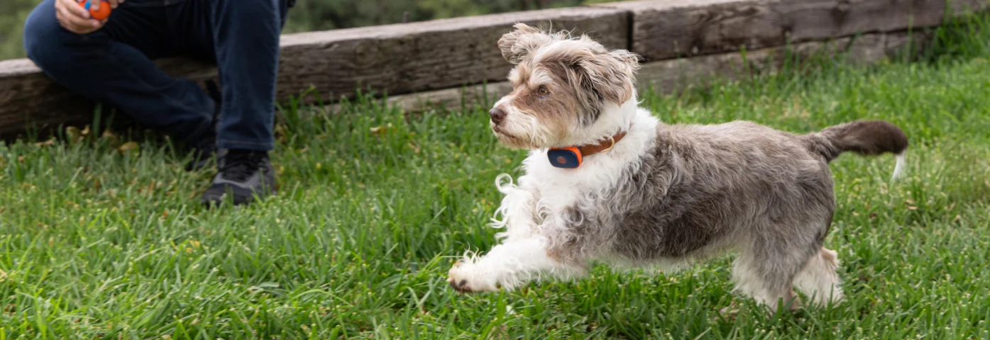 Summer Pet Safety Tips 2026 Keeping Dogs & Cats Safe in the Heat - M