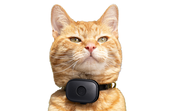 Web Pet 3