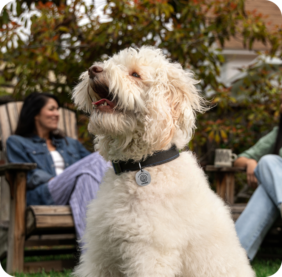 Pet Tag PDP Highlights 340x340 - Care together