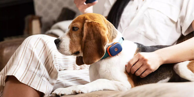 Fi Collar vs Life360 Pet GPS: Smart Dog Collar Comparison
