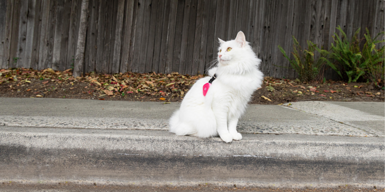 Chances of Finding a Lost Cat After 24 Hours