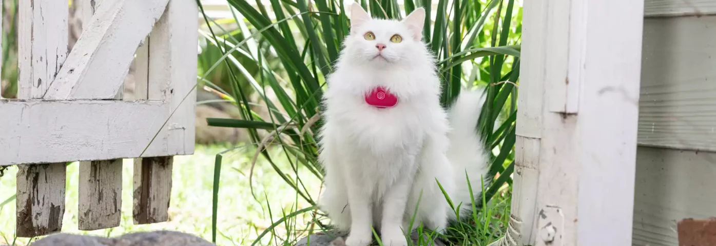 Real-Time Pet Tracker M