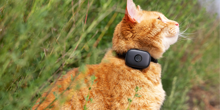 Cat Escape Prevention: How to Stop Cats From Running Away