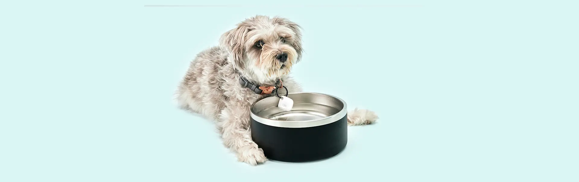 A dog with a Tile mate on its' collar