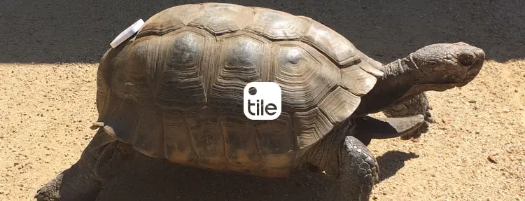A turtle with a Tile attached to it