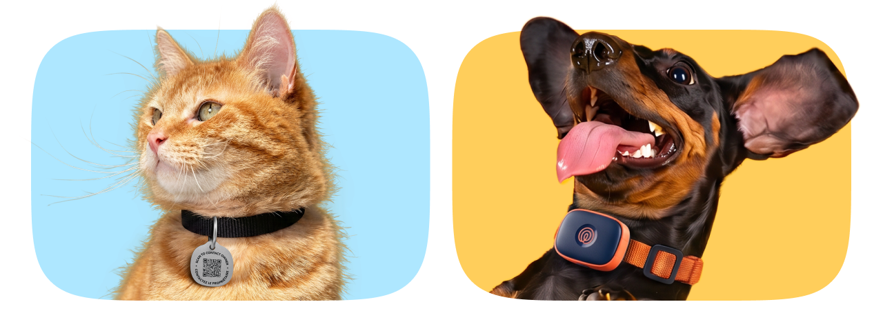 Pet moments M