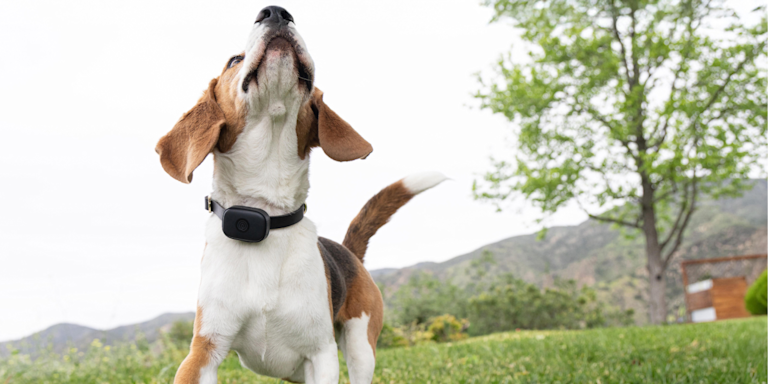 How to Make a Lost Dog Flyer That Actually Brings Them Home