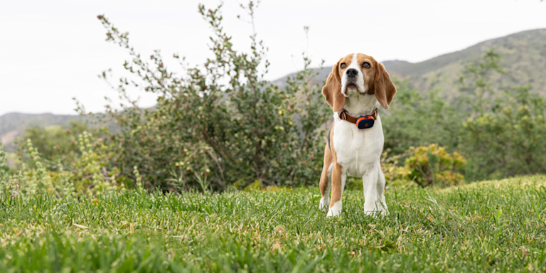 Best Dog GPS Tracker 2026: Trackers Compared