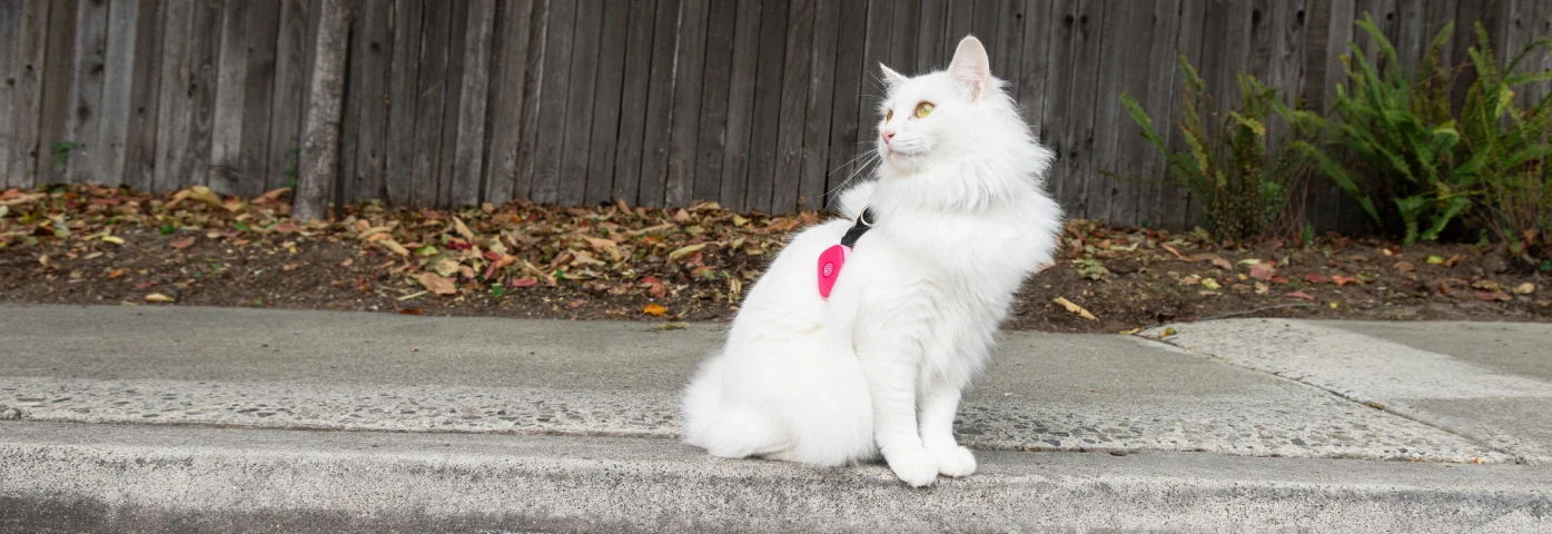 Chances of Finding a Lost Cat After 24 Hours - M