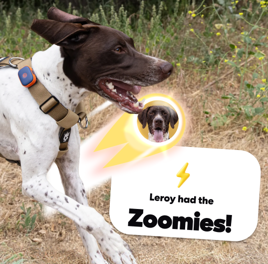 Leroy had the Zoomies!