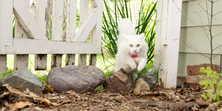 Pet GPS Accuracy: What Affects Location Precision?