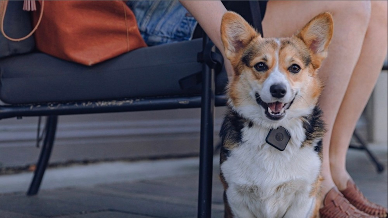 Protect Your Pup With Tile's Dog Tracker