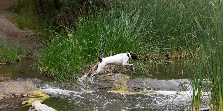 Whistle vs. Life360 Pet GPS: Which Dog Tracker Is Better?